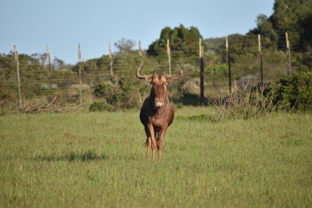 Baardbos Private Game Reserve Apartment Stilbaai Bagian luar foto