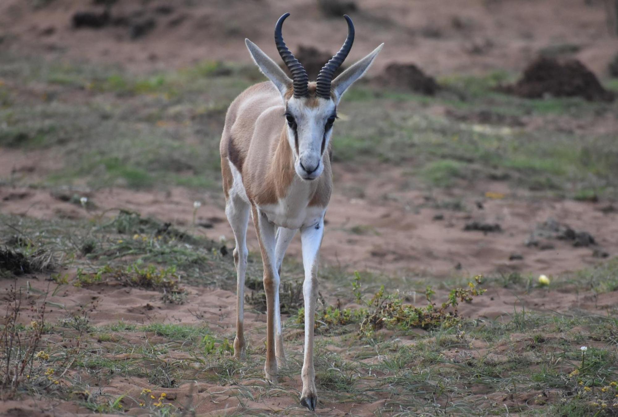 Baardbos Private Game Reserve Apartment Stilbaai Bagian luar foto