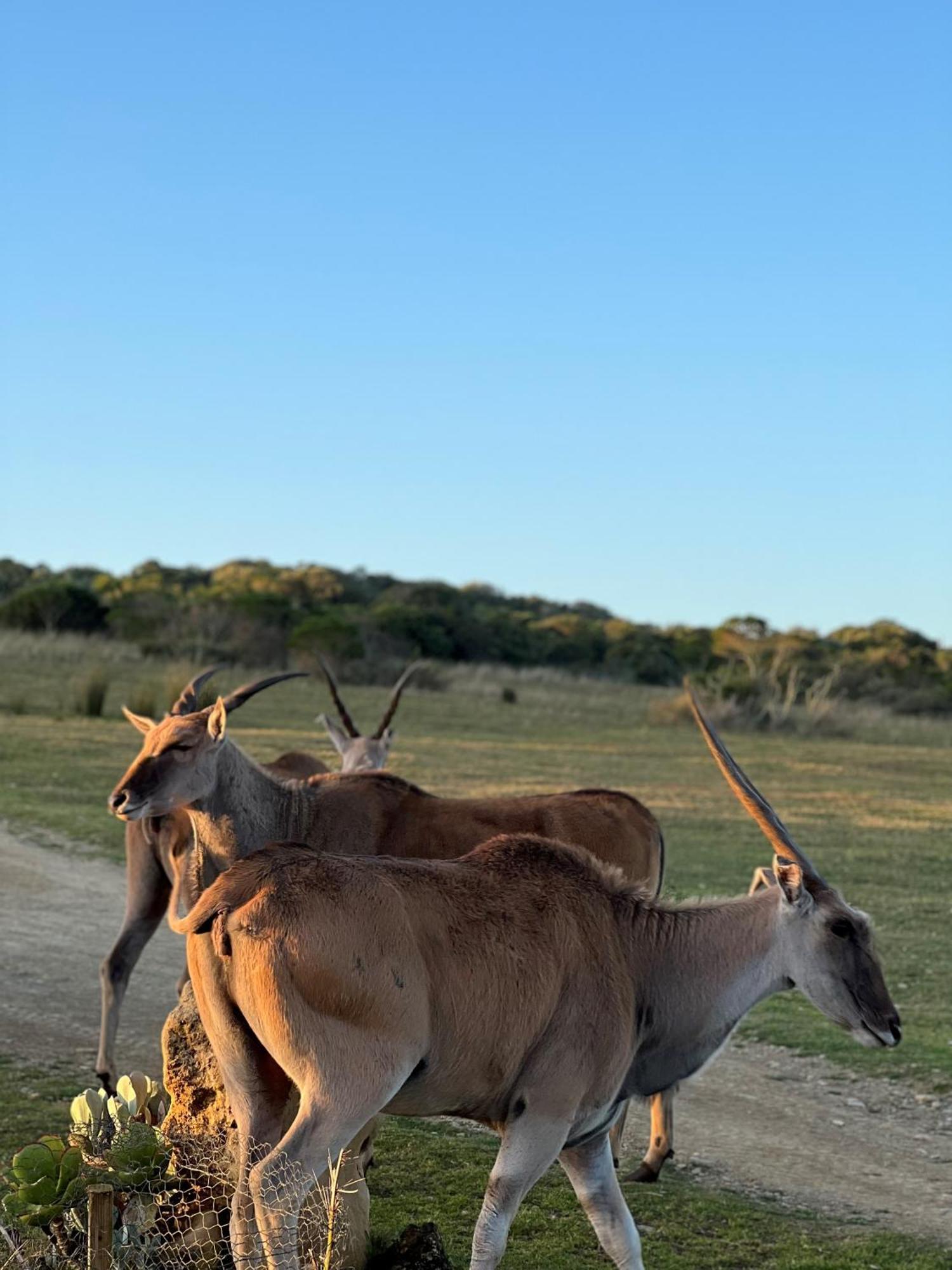 Baardbos Private Game Reserve Apartment Stilbaai Bagian luar foto