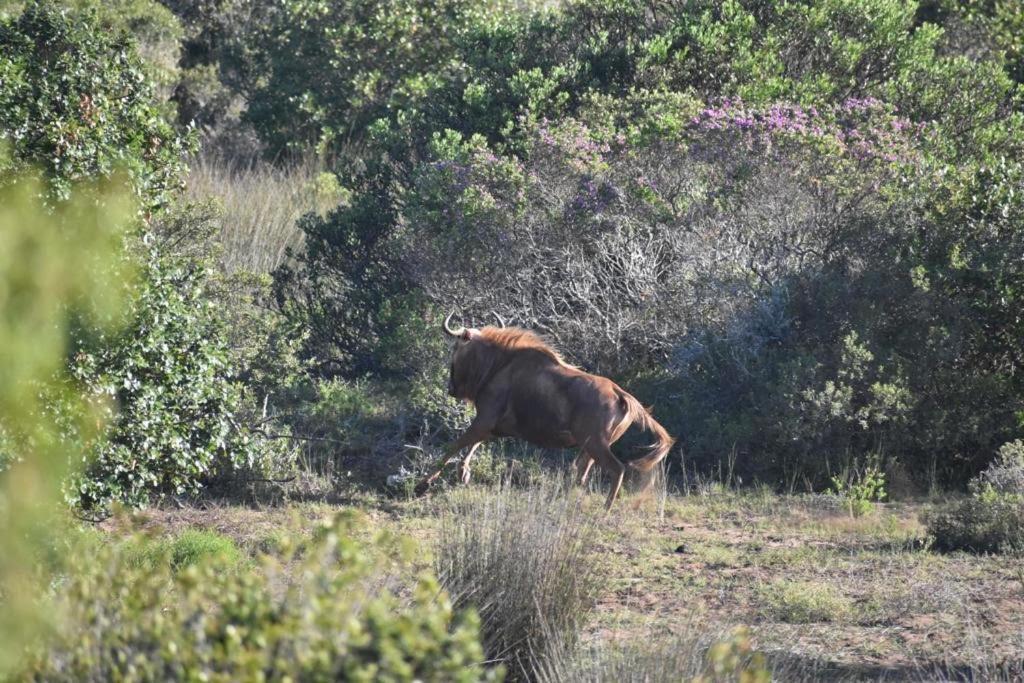 Baardbos Private Game Reserve Apartment Stilbaai Bagian luar foto