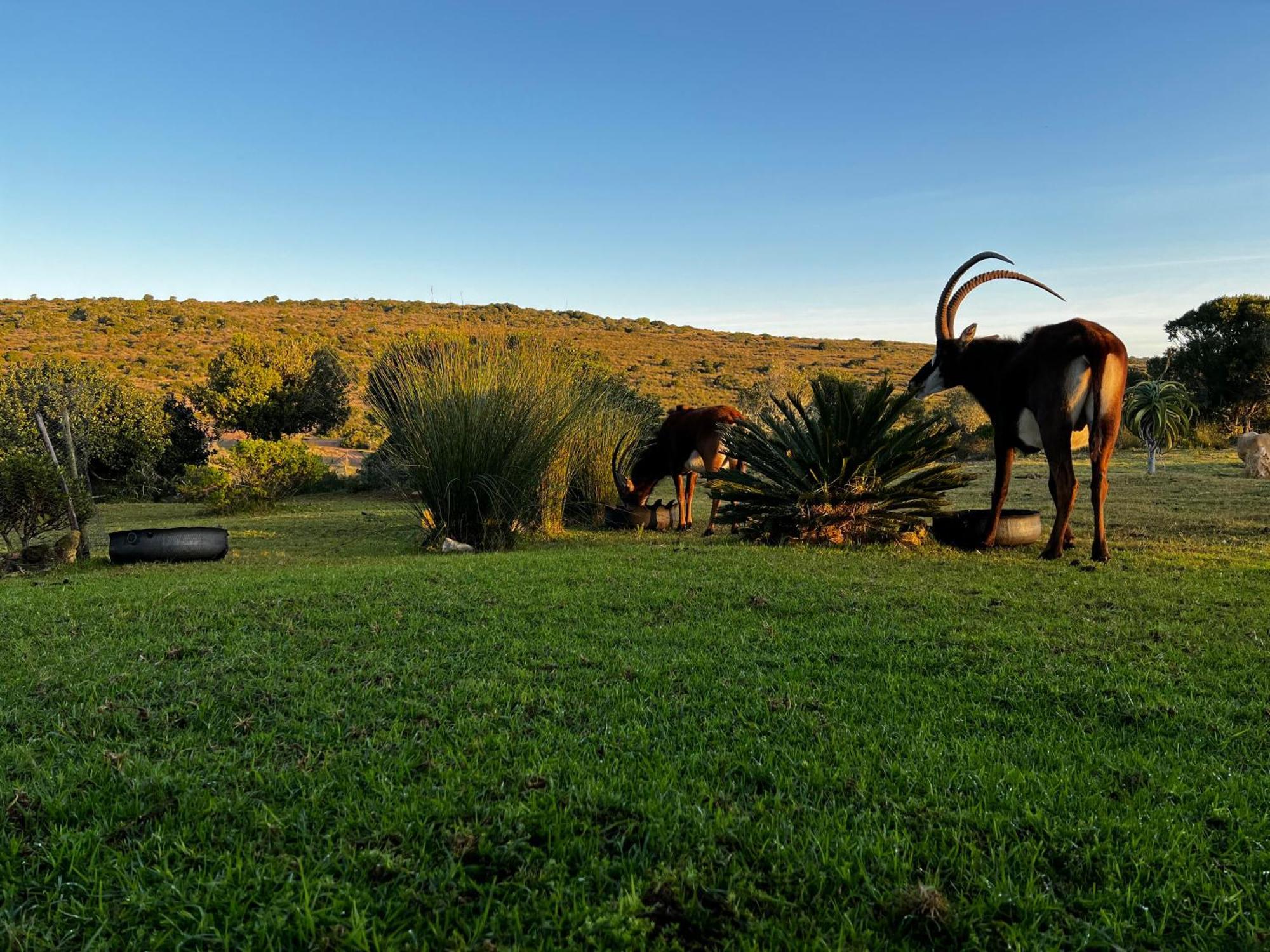 Baardbos Private Game Reserve Apartment Stilbaai Bagian luar foto