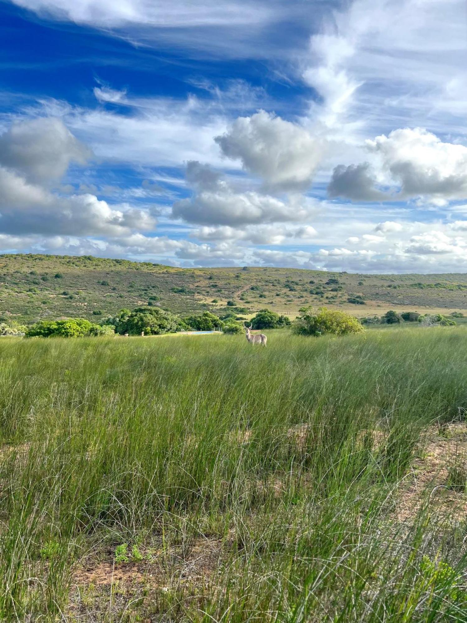 Baardbos Private Game Reserve Apartment Stilbaai Bagian luar foto