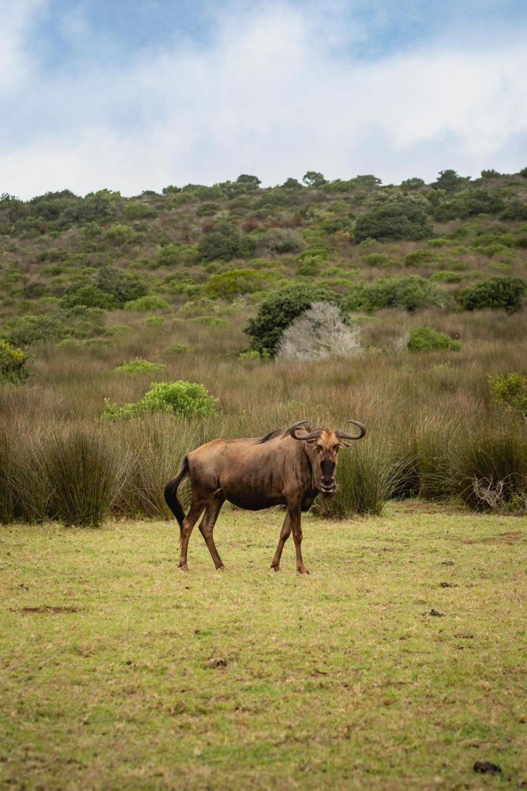 Baardbos Private Game Reserve Apartment Stilbaai Bagian luar foto