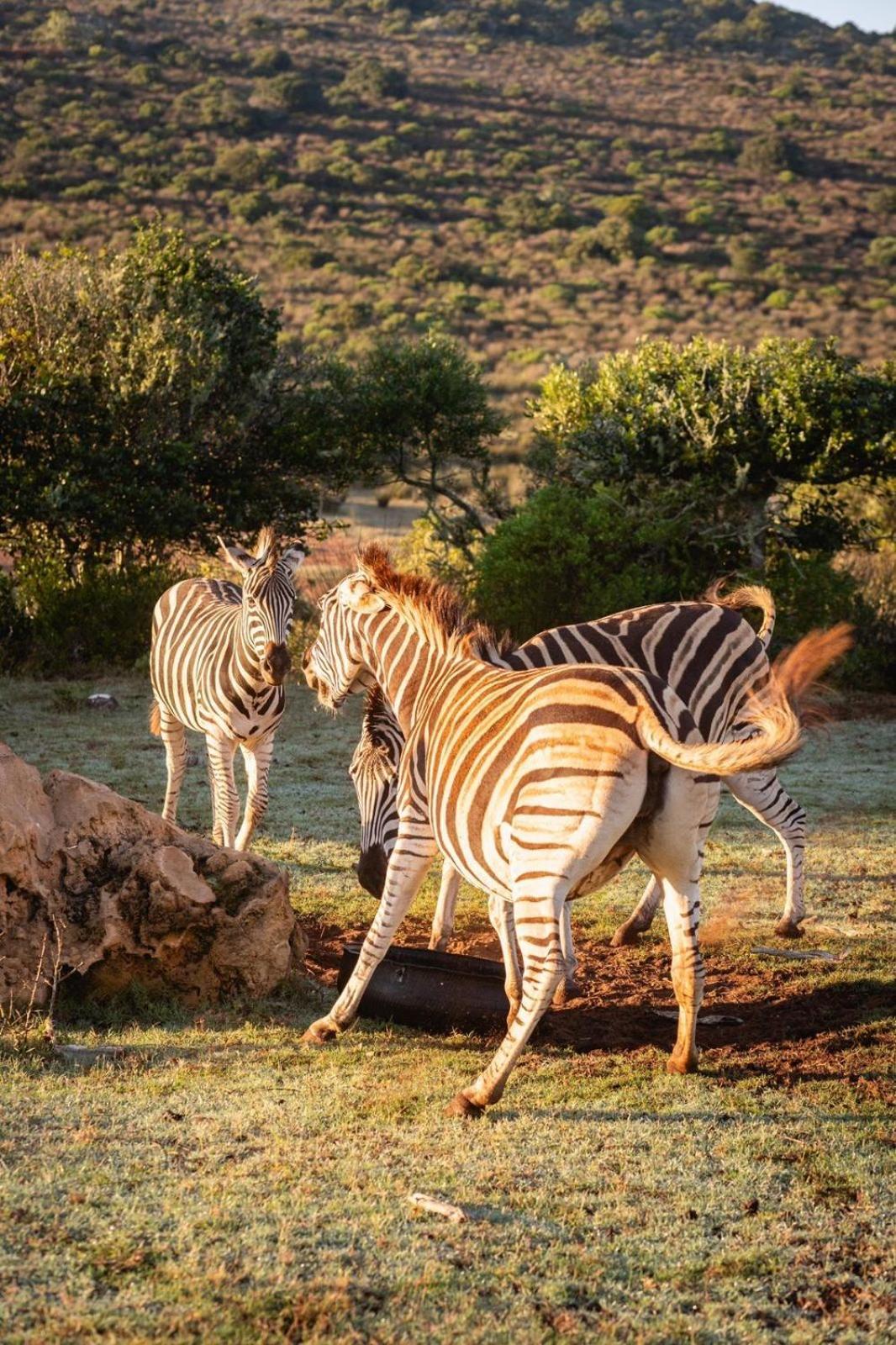 Baardbos Private Game Reserve Apartment Stilbaai Bagian luar foto