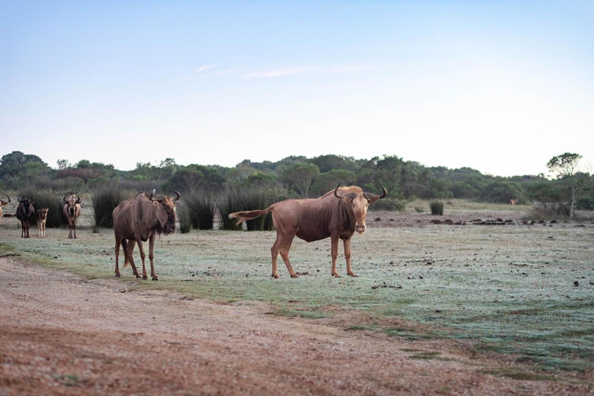 Baardbos Private Game Reserve Apartment Stilbaai Bagian luar foto