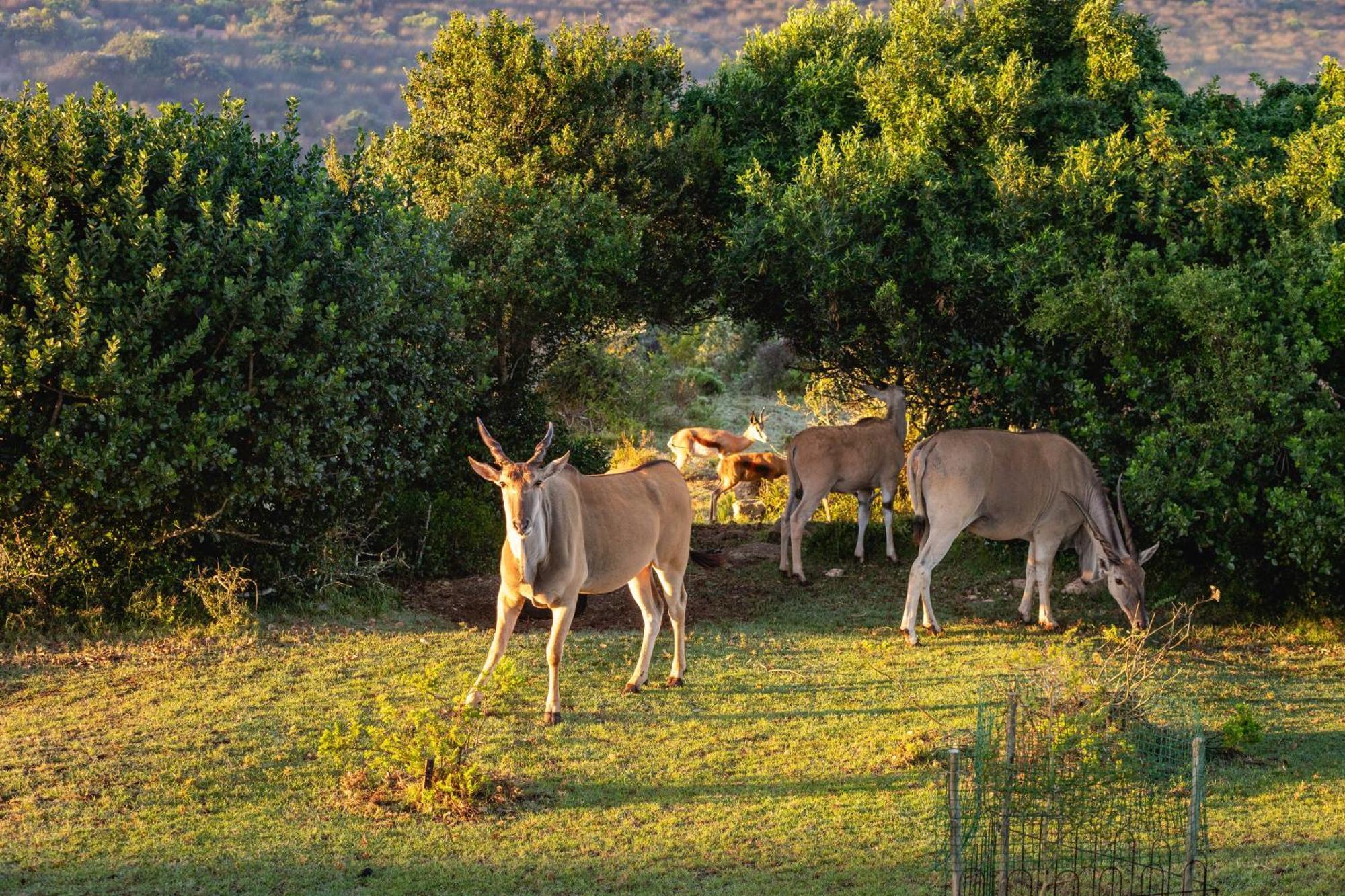 Baardbos Private Game Reserve Apartment Stilbaai Bagian luar foto